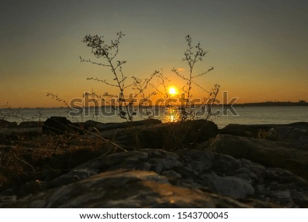 Sunset, Kadıköy, Sea, Stone, Flower