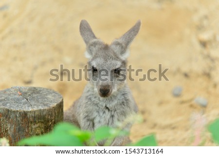 Wildlife animal young child kid joey kangaroo Australian animal cinematic.