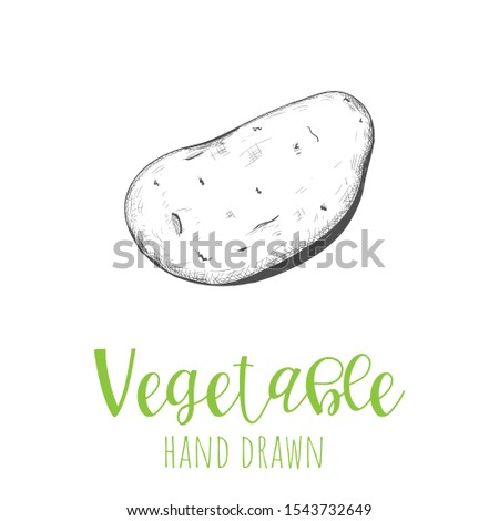 Potato hand drawn vector illustration, isolated sketched design element.