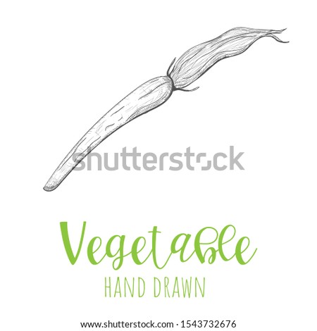 Carrot hand drawn vector illustration, isolated sketched design element.