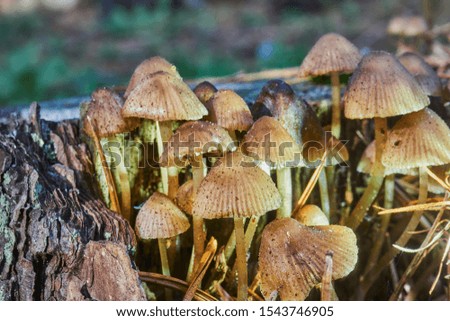Tiny yellow and brown mushrooms with pointed caps on a rotting tree trunk