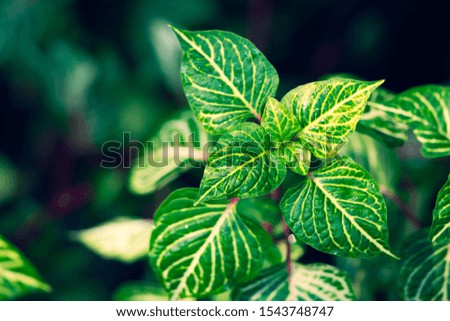 Closeup top view of dark green leaf with sunlight using as background concept