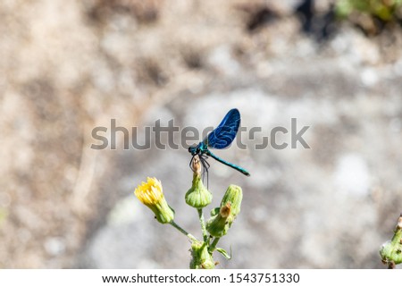 Blue dragonfly resting on top of a yellow flower