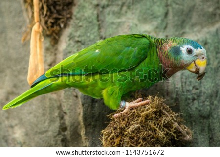 Japanese parrot in the nature