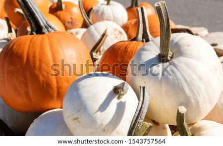Fall farmers market in the mountains, orange pumpkins, colorful gourds and boxes of crisp red, green and yellow apples