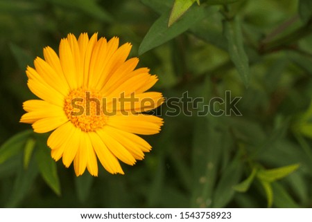 Marigold flower in sunlight. Blooming yellow calendula in summertime with blurred green natural background. Shallow depth of field.