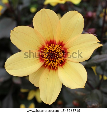 Pictures of flowers, UK, England, Eastbourne