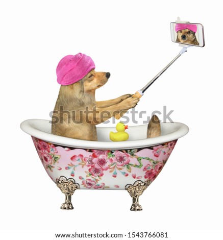 The beige dog with a pink towel around its head makes a selfie in the bath painted flowers. White background. Isolated.
