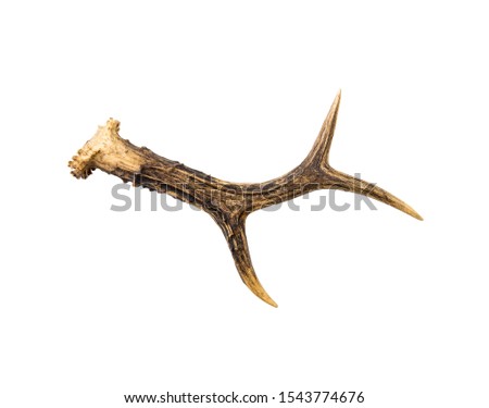 One European roe deer (chevreuil) antler found in forest, isolated on white background. A bit weathered. Royalty-Free Stock Photo #1543774676