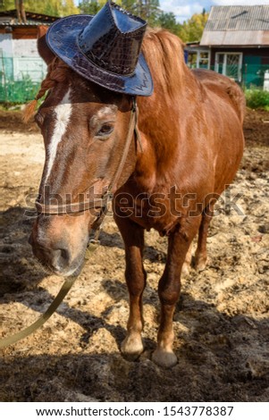 Portrait of Chestnut horse in hat in farm