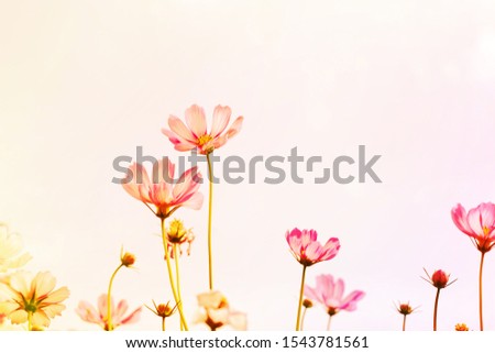 Cosmos flowers look beautiful and sweet pink.
