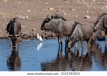 Group of Blue Wildebeest (Connochaetes albojubatus) drinking at a waterhole in Etosha National Park in Namibia, Africa. Royalty-Free Stock Photo #1543785833