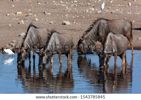 Group of Blue Wildebeest (Connochaetes albojubatus) drinking at a waterhole in Etosha National Park in Namibia, Africa. Royalty-Free Stock Photo #1543785845
