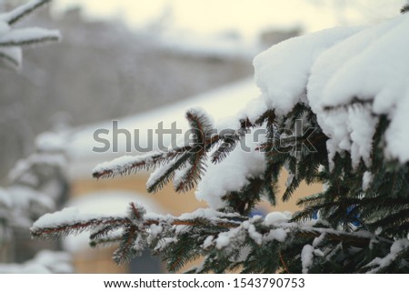 Bright winter landscape with snow covered branches