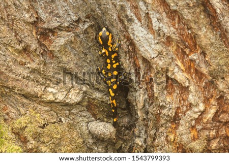 a salamander on the trunk of the tree