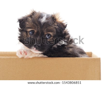 One black dog in the box isolated on a white background.