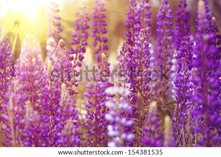 Blooming willow-herb in the sunlight Royalty-Free Stock Photo #154381535
