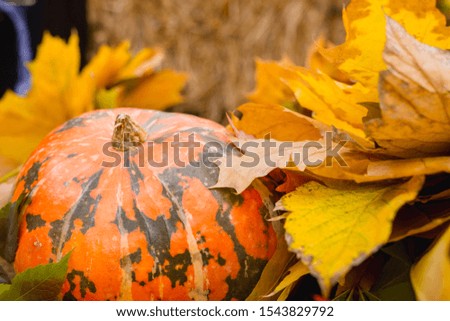 Beautiful pumpkin and fall foliage decoration for Halloween