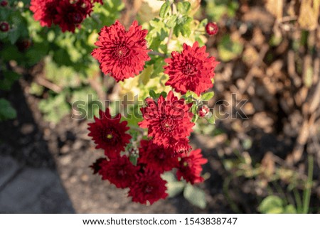 Red chrysanthemums in the sunshine of an autumn cool morning