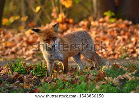Fox in autumn scenery met on the journey.