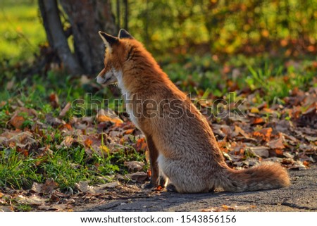 Fox in autumn scenery met on the journey.