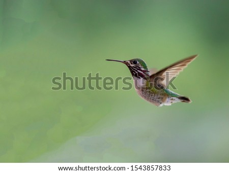 A calliope hummingbird flies from a tree to find some necter.  Photo taken in Idaho.