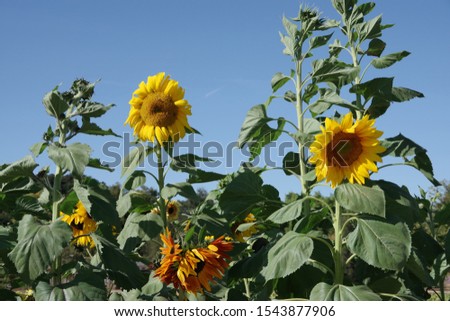 Close view over a field with tall sunflower plants on a bright sunny autumn day in California