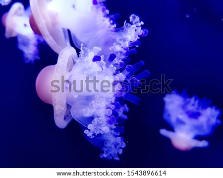 Deep Sea Jellyfish with white bubbles and microcosm among ocean or baltic sea