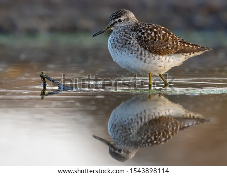 Wood sandpiper stands in water of big pond with perfect mirror reflection 