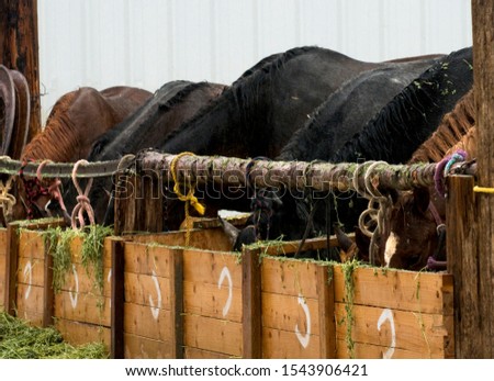 A macro photo of a lineup of horses at the wooden hay trough.