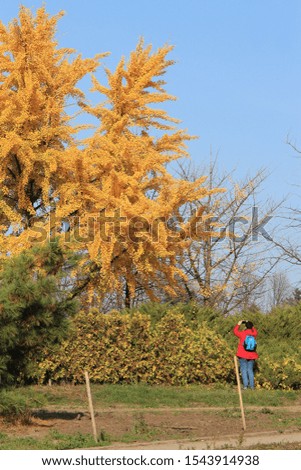 bright autumn colors in the  park