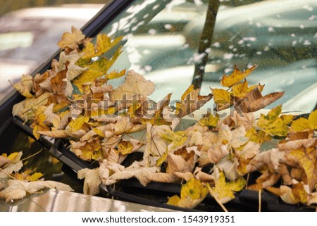 fallen yellow autumn leaves on the car, changing seasons. car care, cleaning, cleaning, washing.