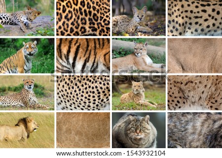 Collection of eight Wild cats animals and their true skin fur textures