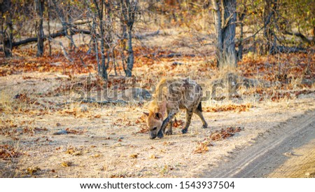 wild hyena in kruger national park in mpumalanga in south africa