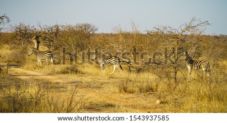 wild zebras in kruger national park in mpumalanga in south africa