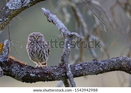 Little owl (Athene noctua) Cordoba, Spain