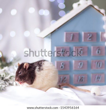Rat symbol of the year 2020 blue background bokeh lights.
Rat on advent calendar background. Chinese calendar animal 2020 lucky year