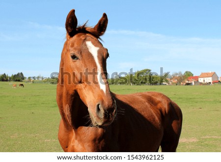 Classically brown horse in the pasture