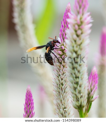 wasp on the grass flower