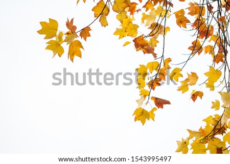 beautiful yellow and orange maple leaves on the branch under bright background Royalty-Free Stock Photo #1543995497