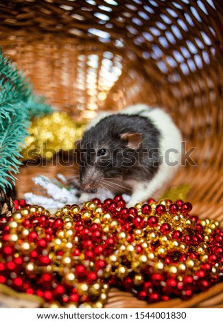 The rat sits in a basket decorated with red-yellow beads and a branch of a Christmas tree. Symbol of the year 2020 according to the Chinese horoscope.