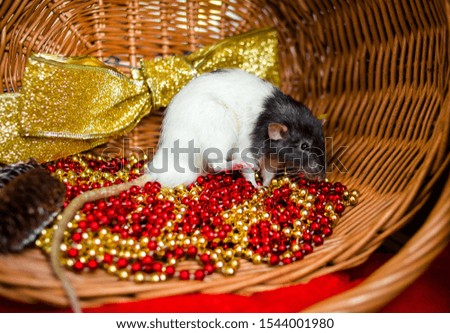 The rat playing with cones in a decorated basket. Symbol of the year 2020 according to the Chinese horoscope.
