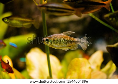 Freshwater aquarium fish, Phenacogrammus interruptus or Congo tetra in planten aquarium
