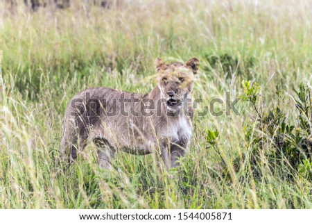 The famous Masai Mara Reserve in Kenya. The world's largest pride of lions. Lion cub in the tall grass of the savannah. The concept of ecological, exotic, extreme and photo tourism