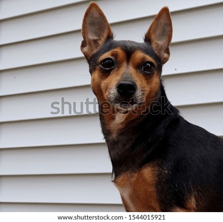 Black and tan Chihuahua photo