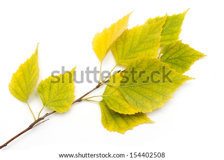 autumn birch leaves on a white background