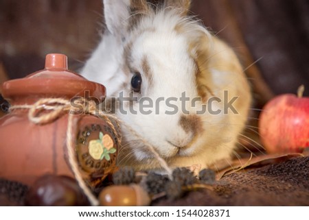 Autumn white bunny with leaves