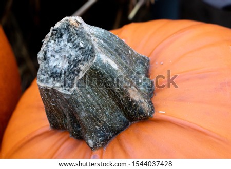 Close up of a big Halloween pumpkin