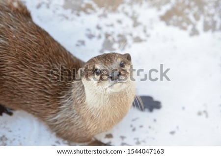 Cute close up portrait of an Asian or Oriental small clawed otter (Aonyx cinerea) 