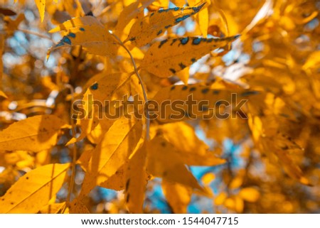 Beautiful yellow leaves in the fall season